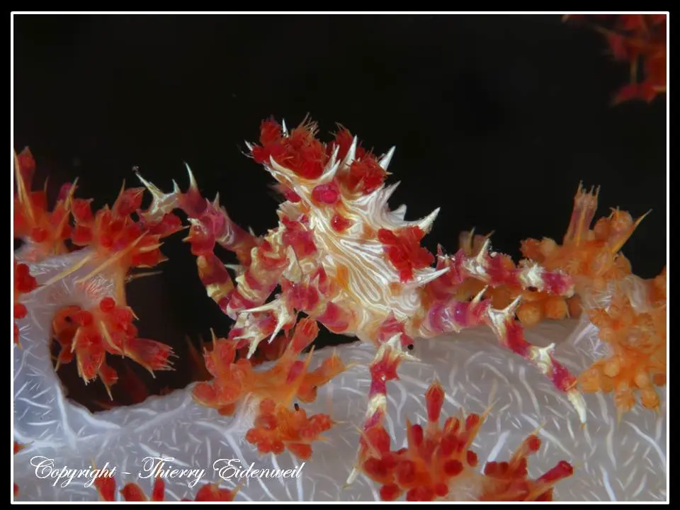 Anilao Macro Dive Media Highlight